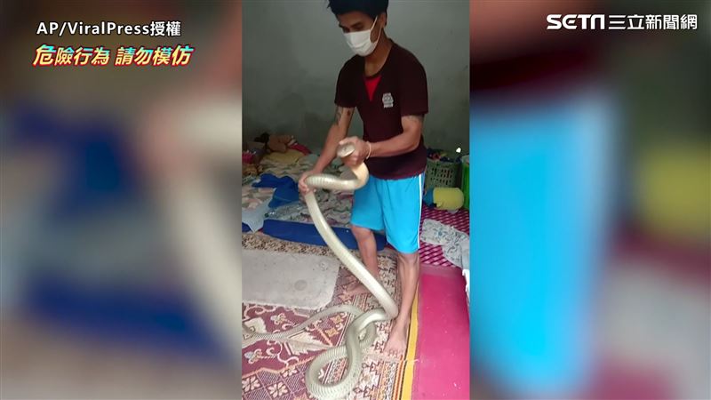 房間驚見眼鏡王蛇　泰男徒手對決制伏