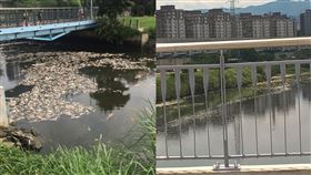 連日高溫，河川溶氧量過低，大台北地區等河川，均出現魚群暴斃問題。（圖／翻攝自爆料公社)
