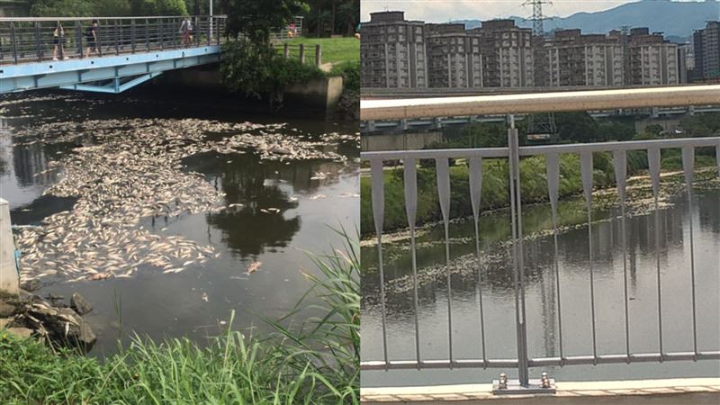 台北河川曝滿惡臭　數萬魚群肚皮朝天