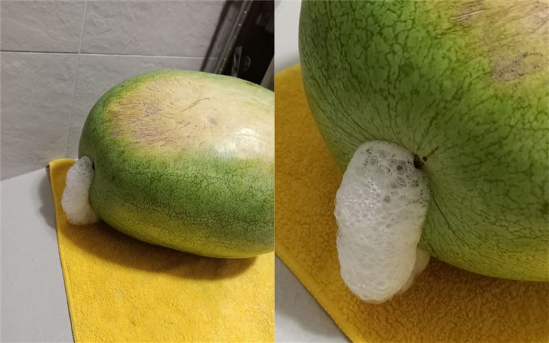 西瓜放一晚狂吐泡泡…網驚喊：快炸了