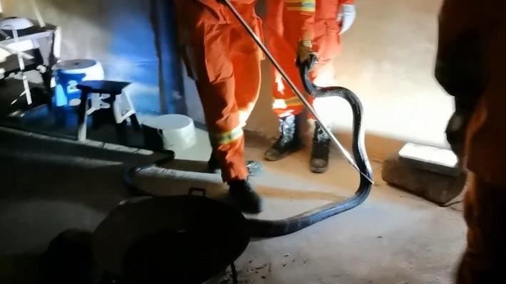 2公尺眼鏡王蛇藏飯桌　竄出嚇壞屋主