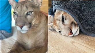 戰鬥民族的寵物！大貓翻肚討摸超可愛