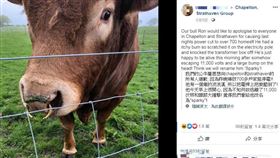 公牛抓屁股害停電（圖／翻攝自Chapelton, Strathaven Group臉書）