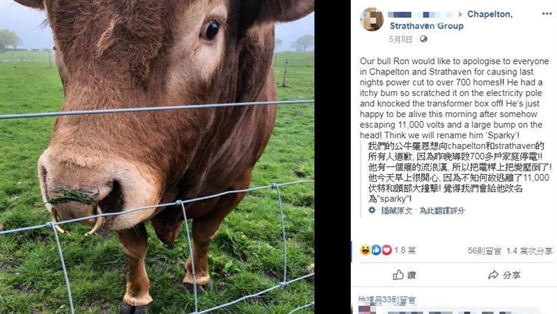公牛屁屁癢…1動作害逾700戶斷電