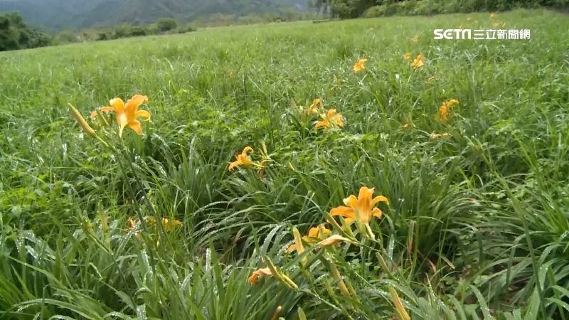 氣候異常　金針花僅開2成30年最慘