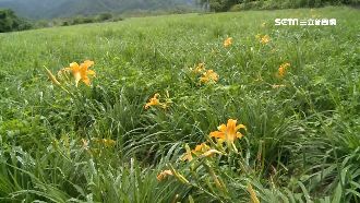 氣候異常　金針花僅開2成30年最慘