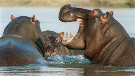 河馬，圖／翻攝自Pixabay