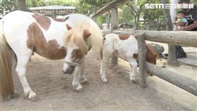 迷你馬寶寶剛出生 呆萌愛依偎媽咪撒嬌