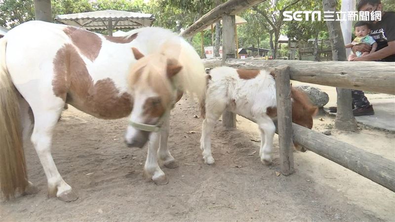 頑皮世界迷你馬剛出生　愛找媽媽撒嬌