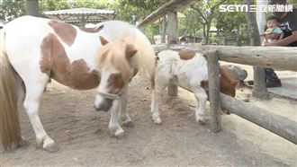 頑皮世界迷你馬剛出生　愛找媽媽撒嬌