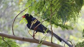 台灣藍鵲(Pixabay)