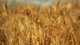 大麥,穀物,農田,糧食（圖／翻攝自pixabay）