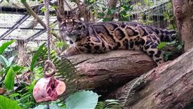 雲豹（台北市立動物園）