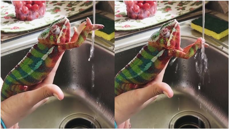 懂搓搓再擦乾！變色龍比人會「洗手」