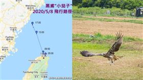 黑鳶
圖/翻攝自屏科大鳥類生態研究室臉書