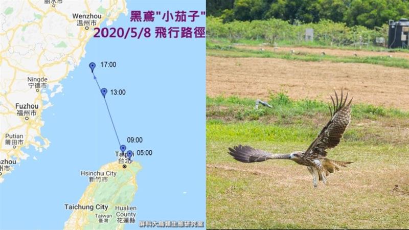 最狂黑鳶！2天衝500公里只為回家