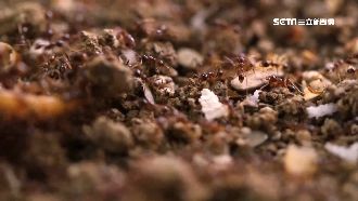 婦遭紅螞蟻咬傷　返家後昏迷10分鐘