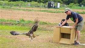 部分在台灣的黑鳶可能是候鳥（1）屏東科技大學鳥類研究室最近在1隻小黑鳶身上裝追蹤器，牠不但飛越中部「結界」，還飛到中國，「部分黑鳶可能是候鳥」震驚鳥界。（屏科大鳥類研究室提供）中央社記者郭芷瑄傳真　109年5月11日