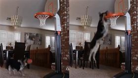 汪星人「起飛灌籃」　88萬人看傻了 灌籃,狗,汪星人,暴扣 翻攝自《Bleacher Report》臉書官方粉絲團