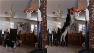 汪星人「起飛灌籃」　88萬人看傻了