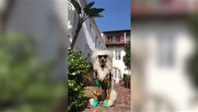 ▲賽巴斯汀不僅衣著華麗，顧盼之間也頗有巨星架式。（圖／AP/Caters TV 授權）