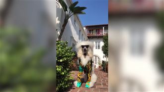 曾與巨星同台！　明星級貴賓狗花費驚