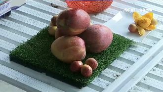 美麗的意外！「珍珠芒果」連皮一起吃