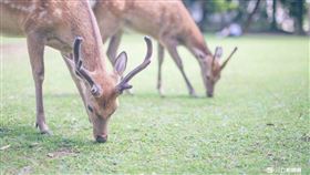奈良,鹿,(記者林敬旻攝)