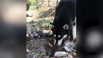 母狗挖土親埋早夭小哈士奇　惹哭網友