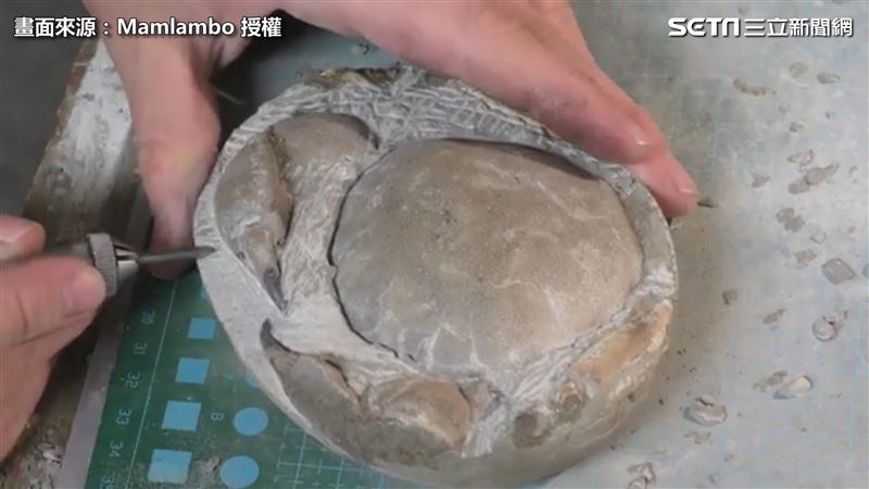 海邊撿石頭　打磨後發現超古老化石！