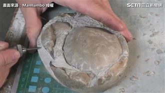 海邊撿石頭　打磨後發現超古老化石！