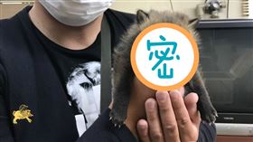 路邊撿到「小奶狗」他抱回家求認養…網一看驚：這隻超珍貴（圖／翻攝自推特）