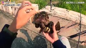 拳頭大涵洞 竟然釣出這種魚 