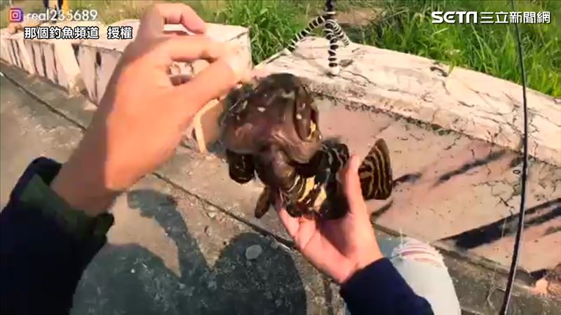 拳頭大涵洞　竟然釣出這種魚