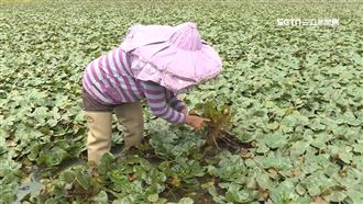 農民可領退儲金　保到65歲月領逾萬