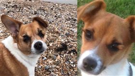 眼球,長毛,獸醫,安樂死(翻攝自 Tracey Smith 臉書)