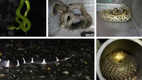 蛇（新北市府）