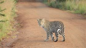 印度,野豹,屍體,男童,班加羅爾,Times Of India,印度時報。(圖/Pixabay)