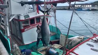 跟海豚搶黑鮪魚　船長復仇進帳75萬