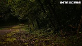 火金蛄,螢火蟲,賞螢,台北市大地工程處,貓空,竹子湖,台北市
圖／翻攝自北市府官網