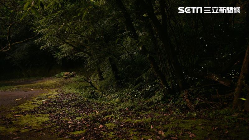 你知道嗎？台北市也能看螢火蟲