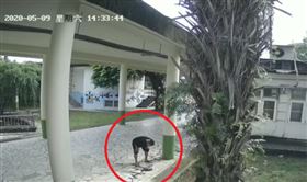 花蓮,國小,烏龜,摔死,虐殺（圖／翻攝畫面）