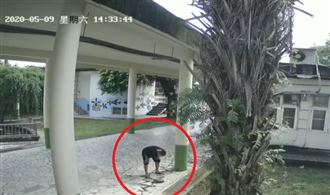 鎮校之龜遭屁孩虐殺　小學生集體爆哭