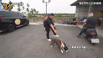 網紅馴服比特犬拉車　慘遭拖走狠仆街