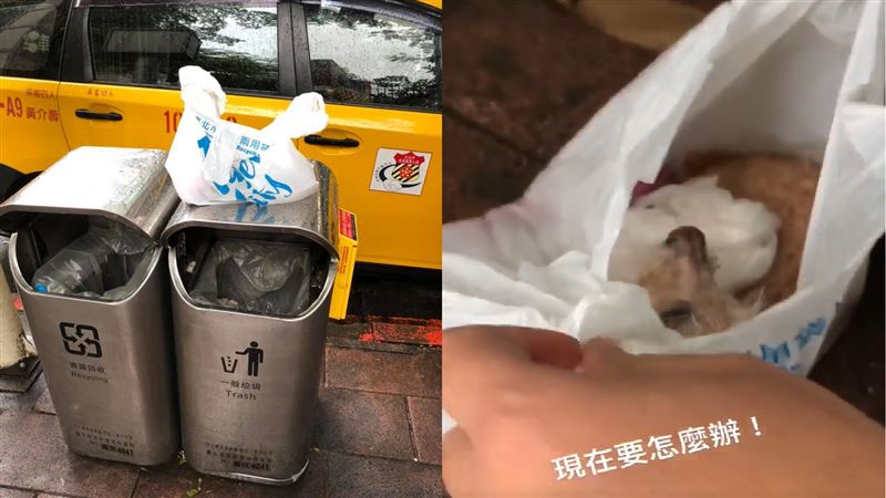 活狗被「打包綁死結」丟路邊垃圾桶
