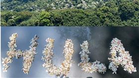 苗栗油桐花季　花落地如披白毛毯美翻（圖／呼拉莊園提供）