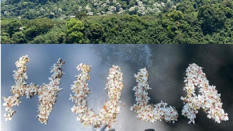 苗栗油桐花季來臨　帶動露營渡假風潮