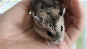 蝦皮買飼料賣家寄活體老鼠（圖／翻攝自臉書）