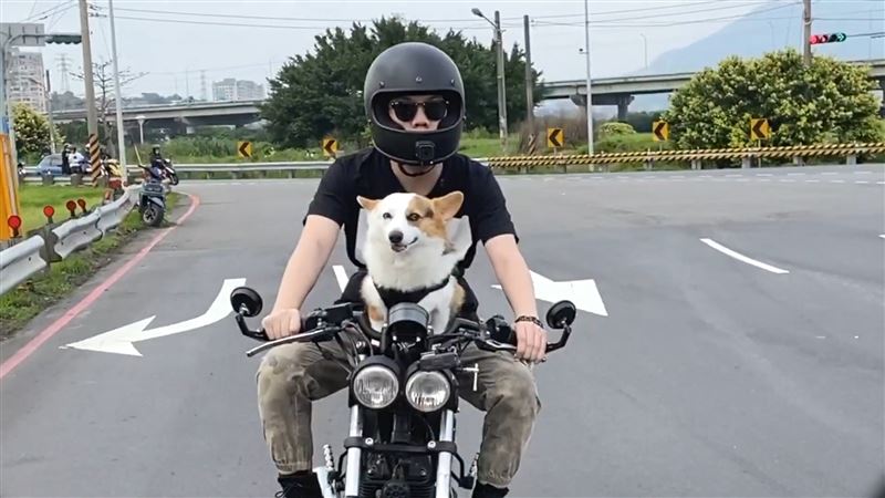 影／柯基專屬座！　帥爸平價DIY