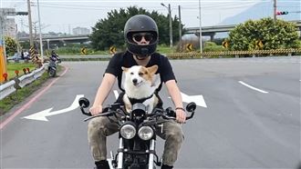 影／柯基專屬座！　帥爸平價DIY